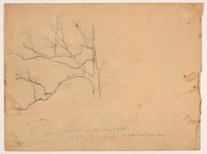 Studie van een dode eik door Daniel Huntington