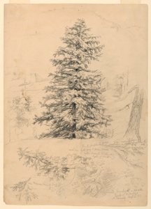 Studie van een Hemlock, North Conway, New Hampshire
