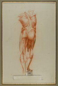 Écorché (Figurenstudie van Musculatuur), c.1848 door Daniel Huntington