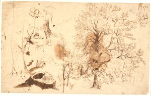 Studie met bomen, planten en stronken