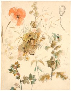 Studies van verschillende bloemen, waaronder klaprozen