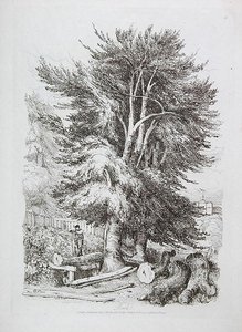 Beuk nr. 18, illustratie uit Progressieve Lessen over Landschap voor Jonge Beginners, 1816