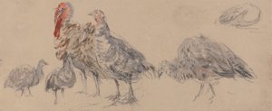 Studie van Kalkoenen door David Cox