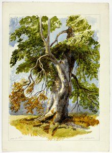Knoestige boom