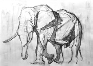 Afrikaanse Stier Olifant, 2019