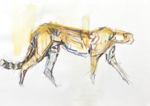 Cheetah door David Mayer