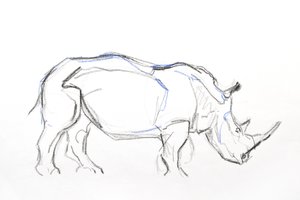 Witte neushoorn, 2021 door David Mayer
