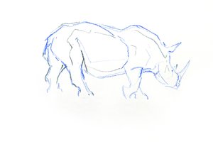 Witte neushoorn door David Mayer