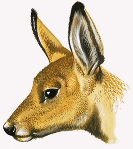 Roe Deer