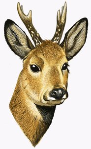Roe Deer