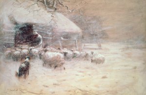 Schapen - Veilige Haven