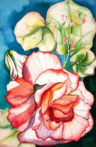 Begonia; 2006 (aquarel) door Deborah Eve Alastra