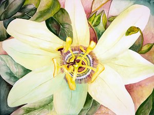 Passiebloem, 2007 (aquarel)