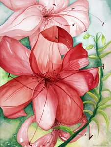 Tijgerlelie, 2007 (aquarel)