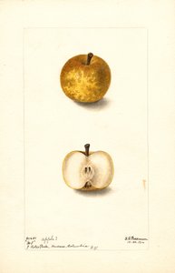 Appels (Malus domestica: nr.1) (aquarel)