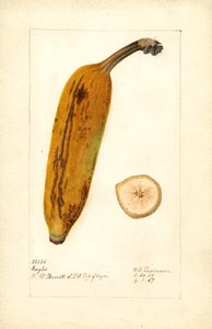 Banaan ( Musa: Ingles) (aquarel)