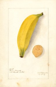 Bananen ( Musa: Paarse banaan) (aquarel)