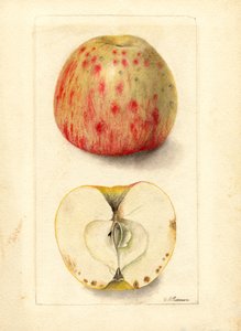 Bittere pitappels (Malus domestica) (aquarel)