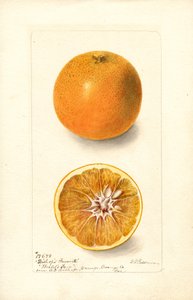 Sinaasappels (Citrus sinensis: Bishops Favorite) (aquarel)