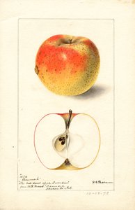 Tecumseh appels ( Malus domestica) (aquarel)