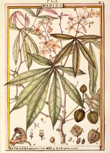 Cassave (Jatropha manihot), door Delahaye, aquarel door Delahaye Delahaye