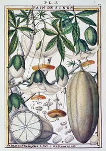 Vruchten en bloemen van baobabboom (Adansonia digitata) door Delahaye, uit Florindie ou Historie physico-economique des Vegetaux de la Torride door Delahaye Delahaye