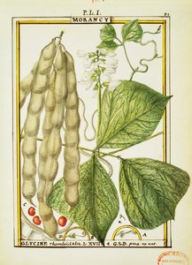 Glycine Rhomboidalis, aquarel door Delahaye