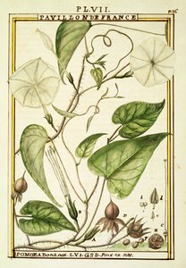 Maanbloem of Maanklimop (Ipomoea Alba), aquarel door Delahaye door Delahaye Delahaye