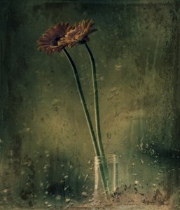 Gerbera’s voor regenachtige dagen