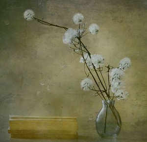 Rustige, pluizige bloemen