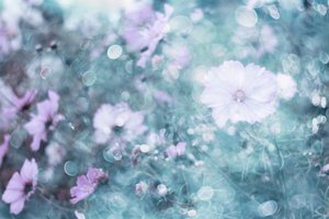 Zachte pastelkleurige cosmosbloemen