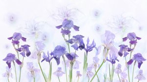 Dromerige lavendelkleurige irissen