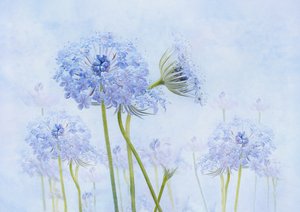Etherische blauwe bloemen