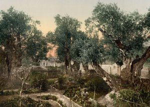 Tuin van Gethsemane, Jeruzalem, Heilig Land, c.1890-c.1900 door Detroit Photographic Co.