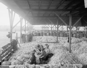 Katoen sorteren voor de Atlantic Cotton Compress Company, Pensacola, Florida