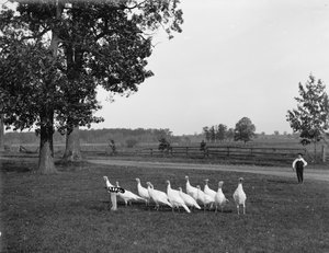 Witte Hollandse kalkoenen, 1900