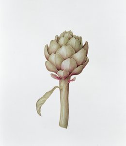 Artisjok, 1999