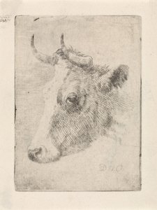 Kop van een stier