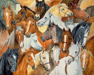 Dees paardenkleed