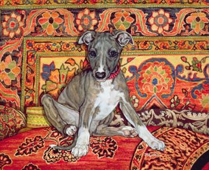 Mijn Whippet Baby door Ditz