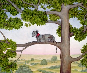 De Boom Whippet