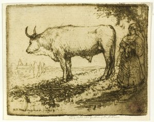 De witte os