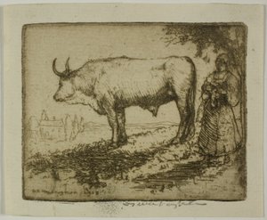 De witte os