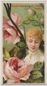 American Beauty Rose: Verlegenheid, uit de serie Floral Beauties and Language of Flowers, 1892 door Donaldson Brothers