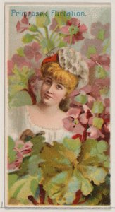Primula: Flirtatie, uit de serie Floral Beauties and Language of Flowers N75 voor Du..., 1892 door Donaldson Brothers