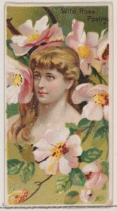 Wilde Roos: Poëzie, uit de serie Floral Beauties and Language of Flowers N75 voor Duke, 1892