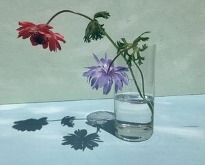 Levendige bloemschaduwen door Donatella Basso