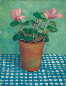 Cyclamen in een pot