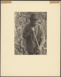 [Man met schoffel in sorghumveld].