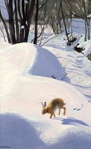 Haas in de sneeuw